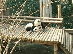 -成都大熊猫繁育研究基地