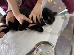 -中农大我爱我爱动物医院·核磁CT·猫病·24小时夜诊中心(石佛营店)