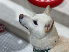 -柴务处·柴犬主题狗咖