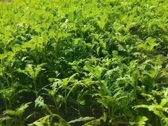 -青岛鑫江温德姆酒店