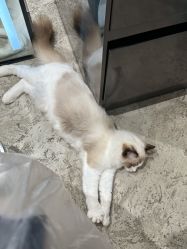 -逅续沙发自然卷专研