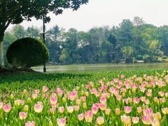 -上海鲜花港