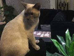 -吱咖啡西式简餐