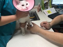 -瑞派旺宝宠物医院·犬猫全科综合·尿道专科(莲兴院)