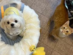 -纳吉亚猫专科动物医院博雅分院