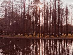 -上海共青森林公园