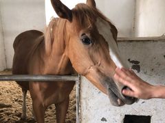 -松声马术俱乐部