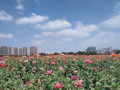 -皇粮浜公园