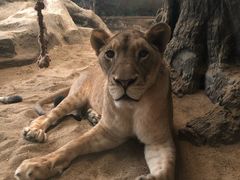 -清迈夜间动物园