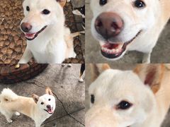 -柴犬高等学院·狗咖·柴犬售卖·宠物训练