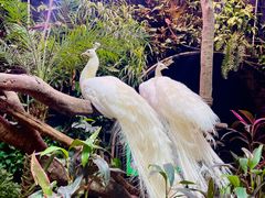 -正佳雨林生态植物园