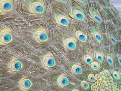 -福建鲤鱼洲酒店