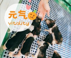 -萌宠亲子动物乐园(槐房万达店)