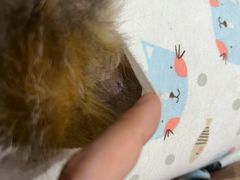 -乐派堂宠物医院·猫友好· 心脏科(东街店)