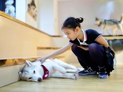 -Husky Go! 哈士奇体验馆·宠物咖啡厅狗咖