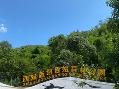 -西双版纳原始森林公园