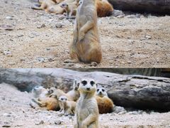 -清迈夜间动物园