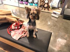 -PETKIT 小佩宠物·低压洗护·美容·寄养(安远店)