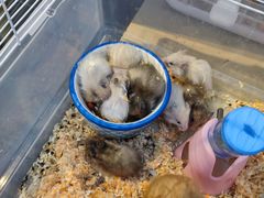 -萌兽医馆·眼科·异宠专科(三里屯店)