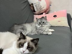 -瑞派紫金宠物医院24小时·骨科·中兽医·重症转诊中心(番禺大石院)