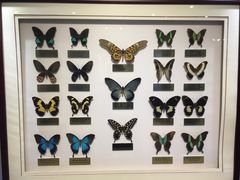 -上海昆虫博物馆