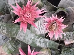 -南山植物园