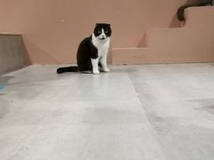 -猫儿山۰猫主题餐厅