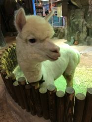 -宝燕乐园(闵行旗舰店)