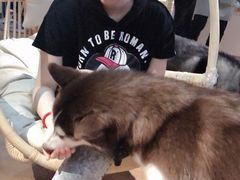 -Husky Go! 哈士奇体验馆·宠物咖啡厅狗咖