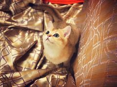 -猫大福·Fortune Cat猫舍(百子湾店)
