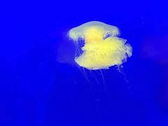 -上海海洋水族馆