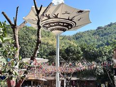 -西双版纳原始森林公园