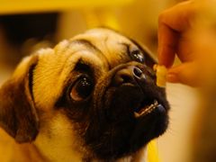 -喜柴咖啡·柴犬狗咖