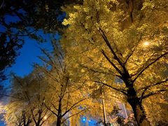 -三里屯东五街银杏大道
