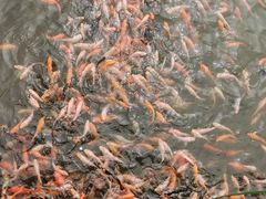 -北京鹿世界主题园