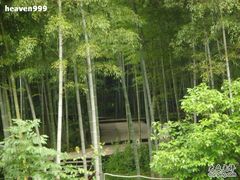 -祁门牯牛降观音堂风景区