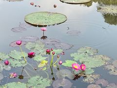 -中国科学院西双版纳热带植物园