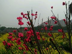 -南汇桃花村