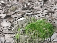 -铁山坪森林公园