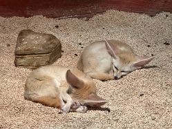 -Zoolung Zoolung动物主题公园(海信广场店)