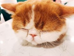 -飞行喵MR PILOT|猫舍·猫咖(静安大融城店)
