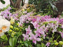 -北京植物园-展览温室