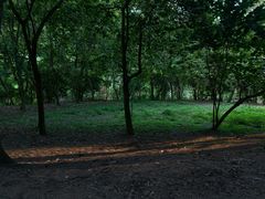 -南宁良凤江国家森林公园