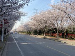 -高东镇樱花园