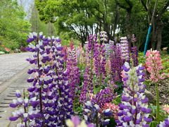 -上海滨江森林公园