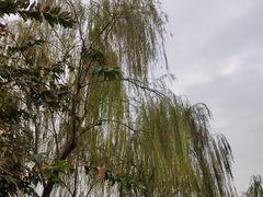 -映月湖公园