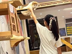 -滚猫咖啡·猫咖·猫友好撸猫(未来城店)