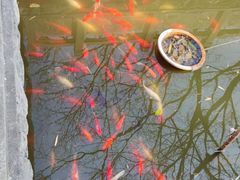 -金孔雀温泉旅游度假村