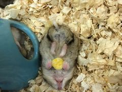-钓仓鼠(洋桥北里小区店)