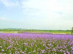 -西京湾花海